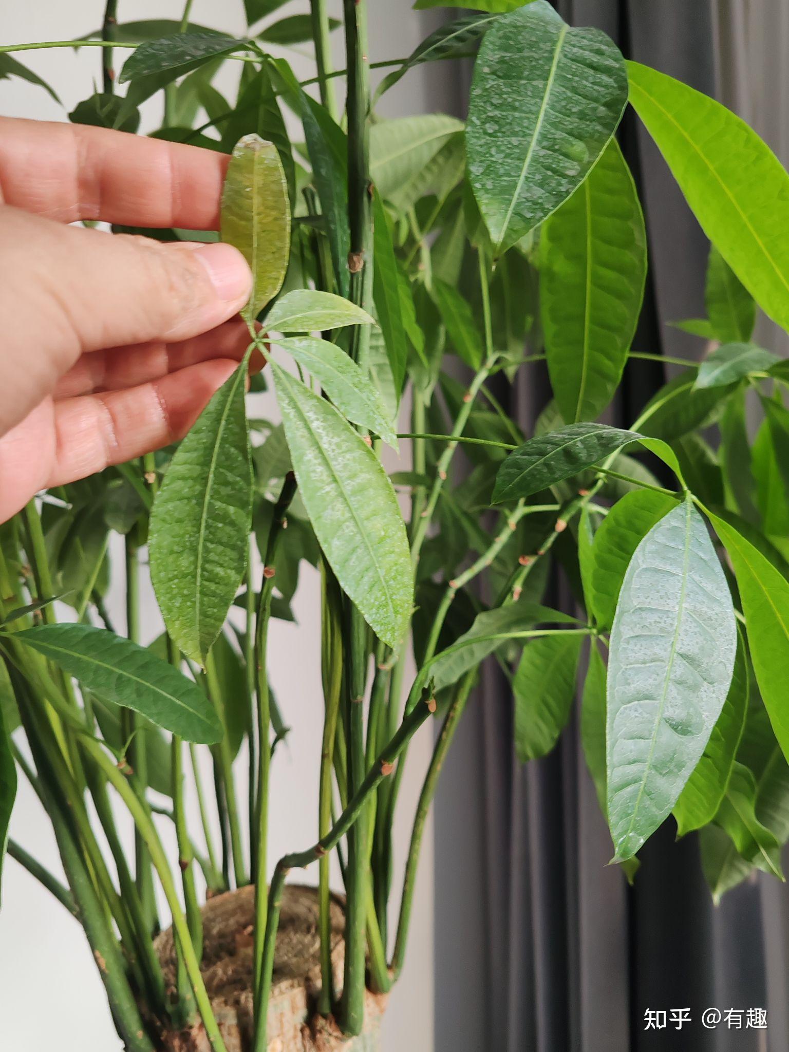 发财树叶子卷曲怎么办?