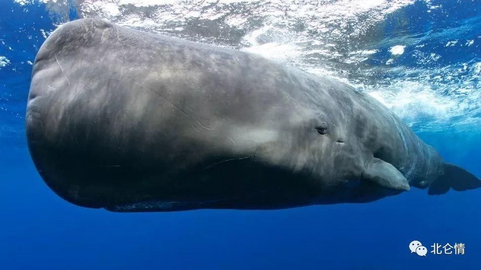 世界上最大的抹香鲸图片