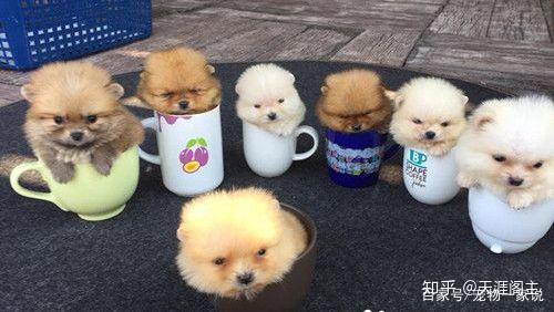 老板 来一杯冰镇 狗啤 吧 知乎