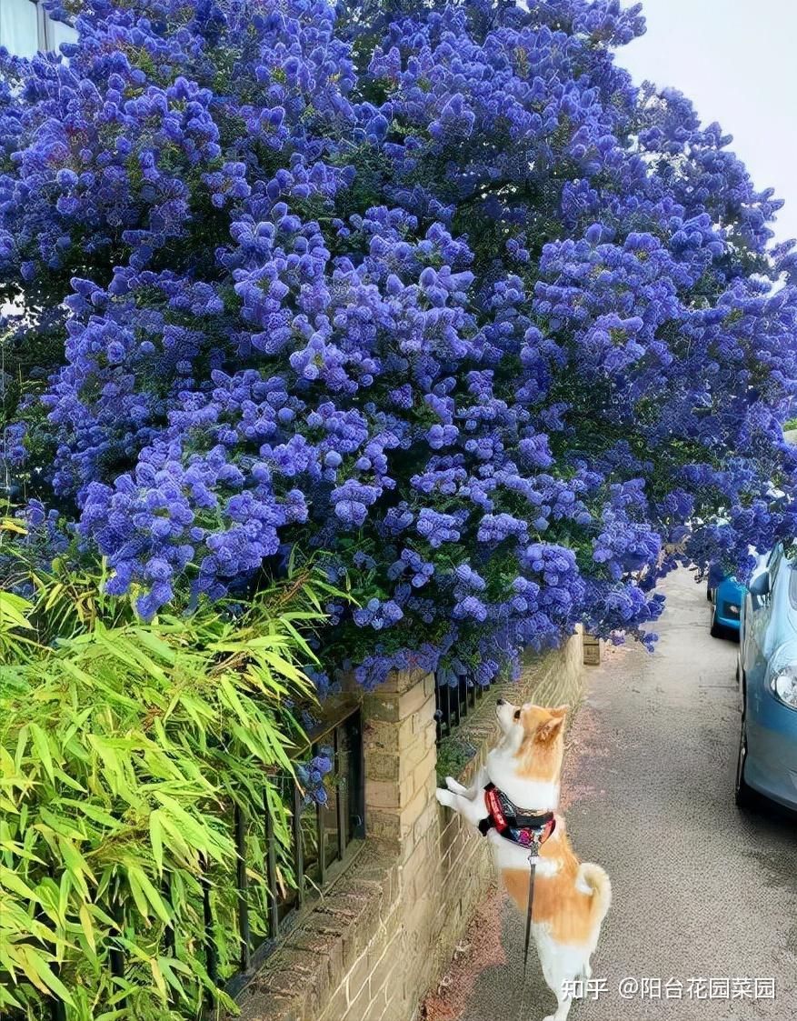 8种“贵族花”,实在太奢侈,动辄上千元,家里有矿才敢买(贵族服饰花纹)