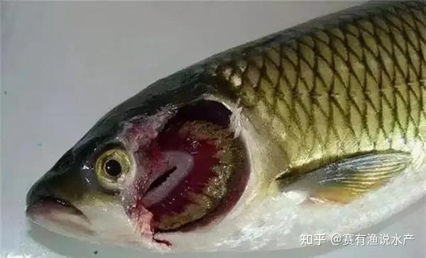 斜管蟲主要是感染魚鰓和魚體體表,以魚鰓和體表上的粘液作為營養,少量