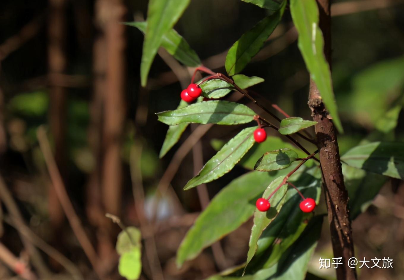 组图秘境铜锣坝