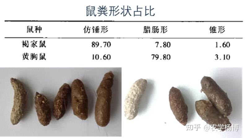请问专业人士这是老鼠屎吗?