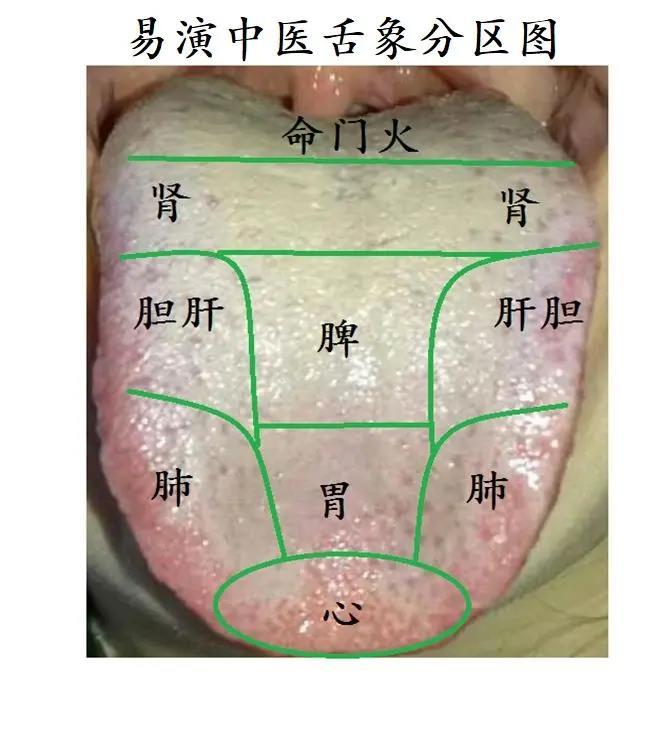 教大家怎么通过看舌苔来辨证身体健康 - 知乎