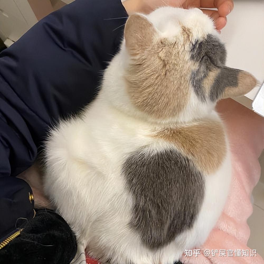 “猫界美人”三花猫,有这么多优点,而且还会招财? - 知乎