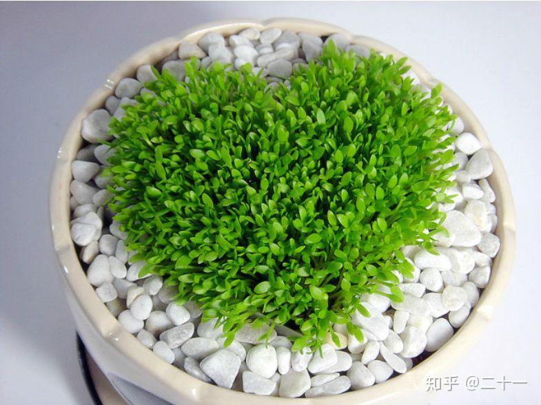 种子盆栽简单几步就能收获美好