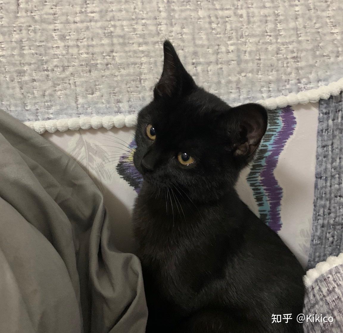 暹罗猫和英短交配能生出纯黑色的小猫吗?