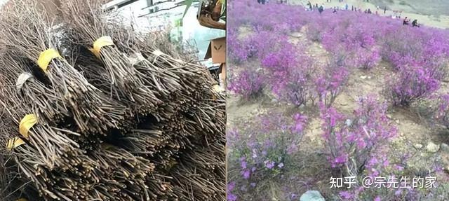 堪称“神奇”的干枝，遇水能开花的内幕，必须让每一个花友都知道 - 知乎