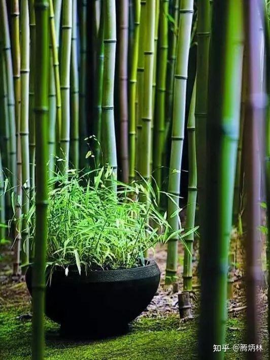 竹子有自强不息，顶天立地的精神，关于竹子的古诗句，值得收藏！ - 知乎