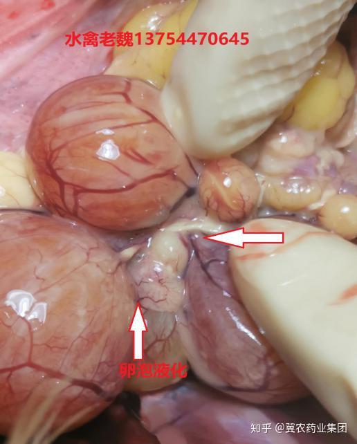 与您分享蛋种鸭无名降蛋临床症状及治疗方案