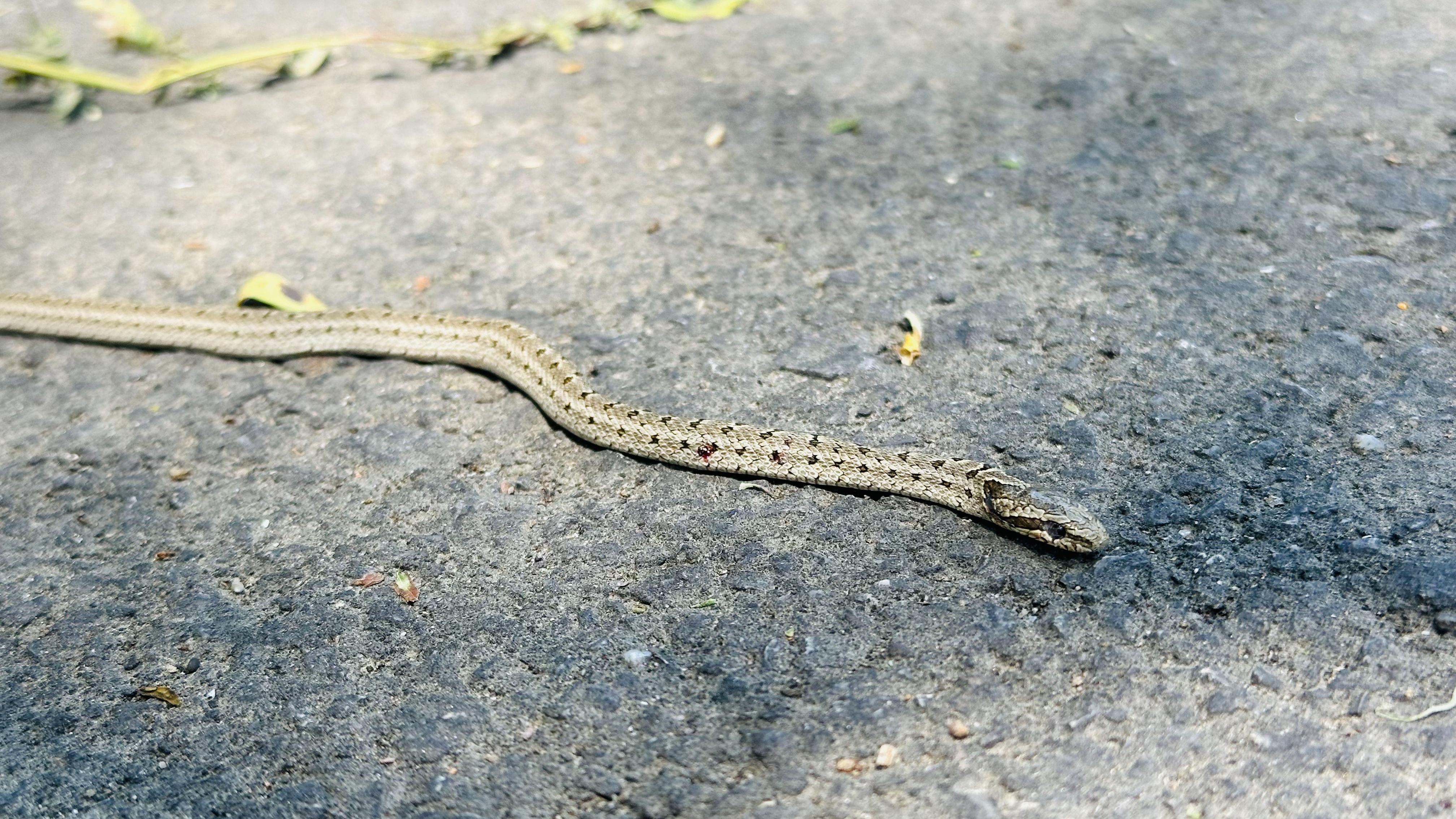 这是什么蛇啊像穿了小衣服