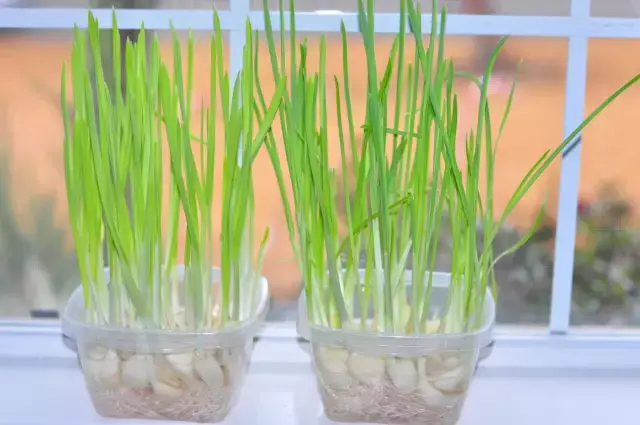蒜苗、蒜黄、蒜薹有哪些区别？ - 知乎
