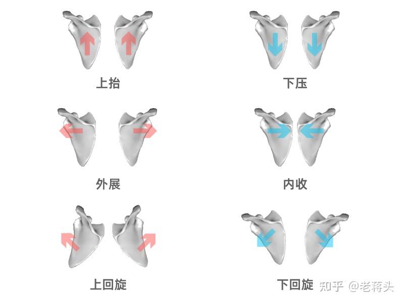 肩胛骨一高一低图片图片