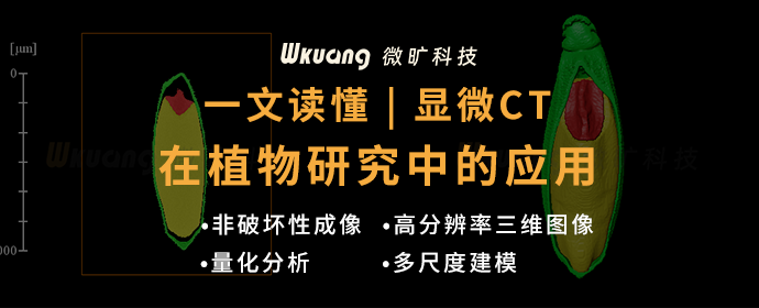 一文读懂 | 显微CT在植物研究中的应用 - 知乎