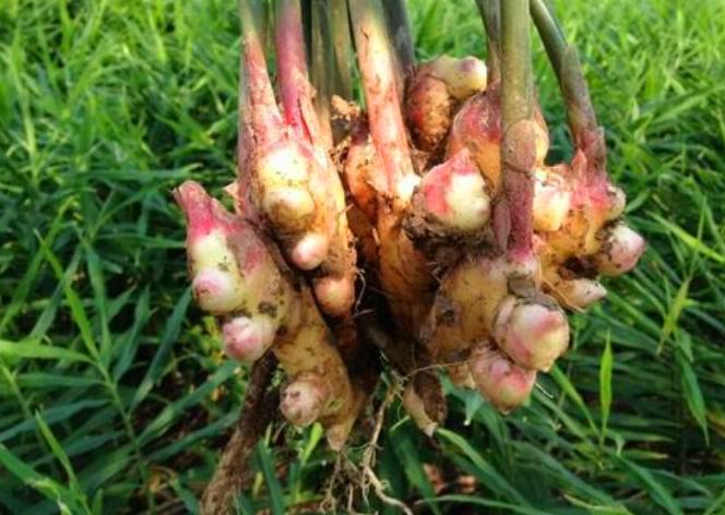 农民种生姜 掌握这些管理技术 产量高品质好就不是问题 知乎