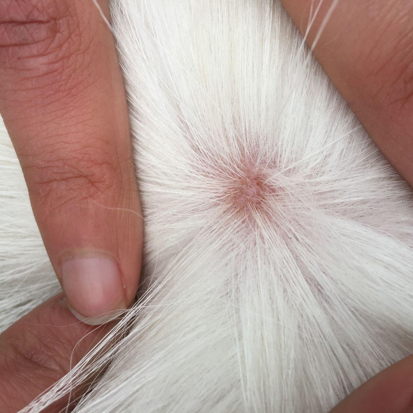 你家猫癣狗真菌为什么总不好?用错方法了?