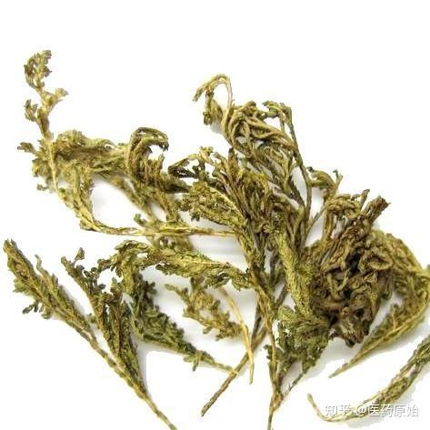 带你识别石上柏