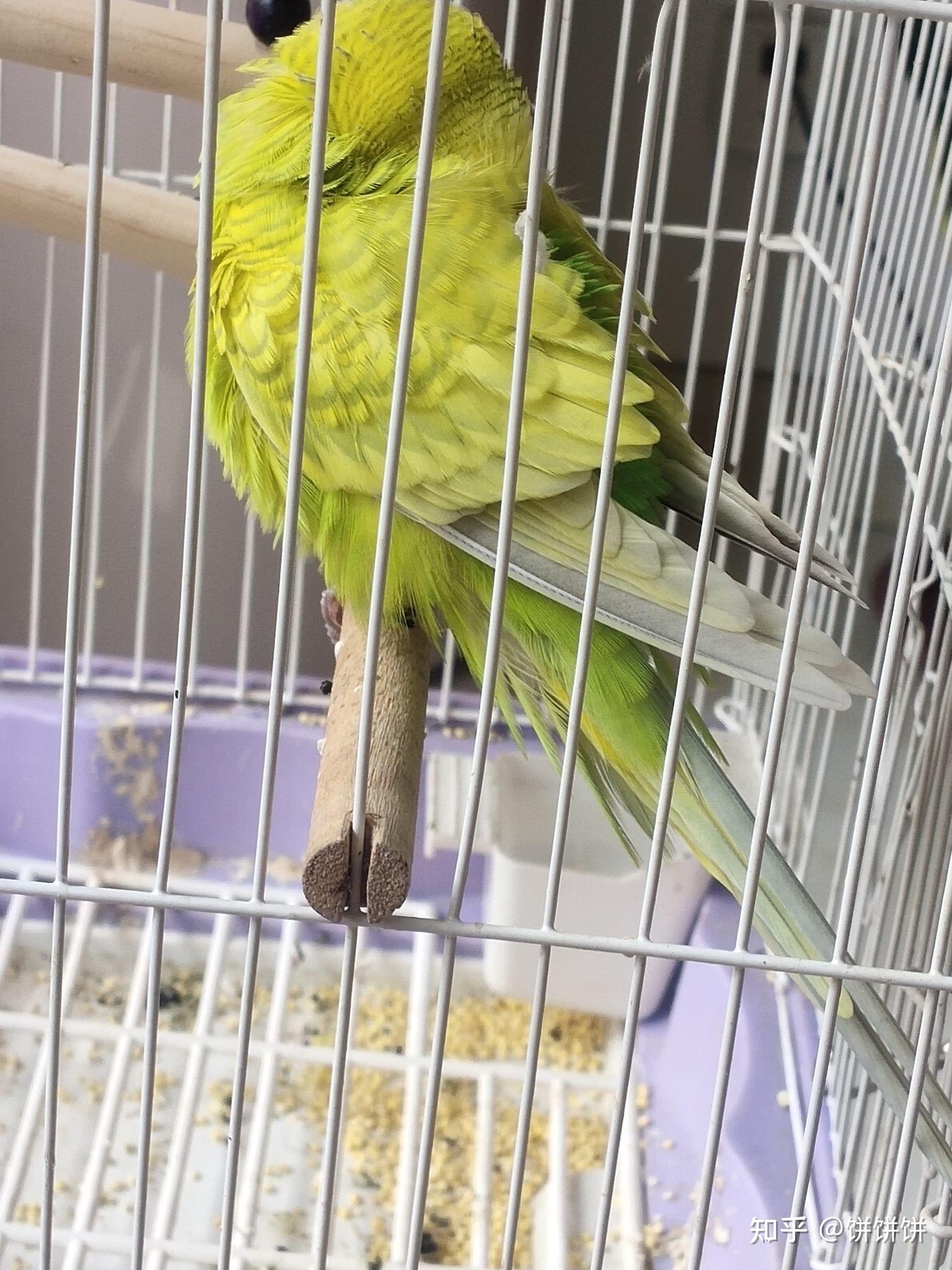 家里鹦鹉最近一直炸毛而且绿便一直抓毛是有寄生虫吗还是肠炎