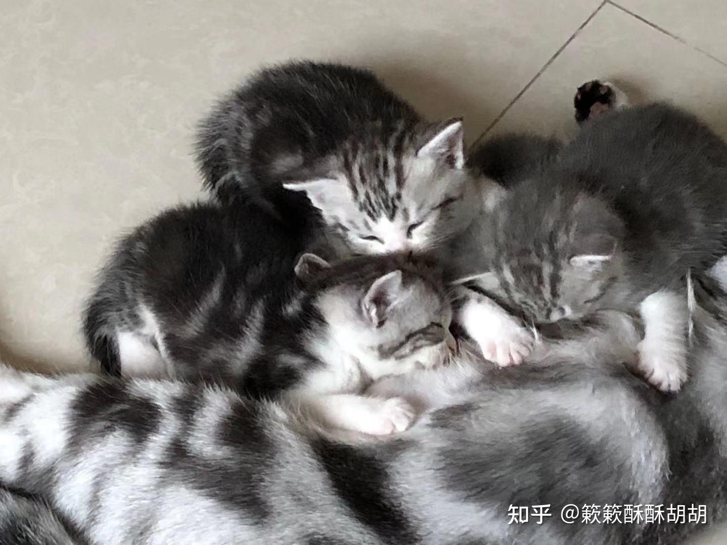 布偶串美短孩子长大啥样呢