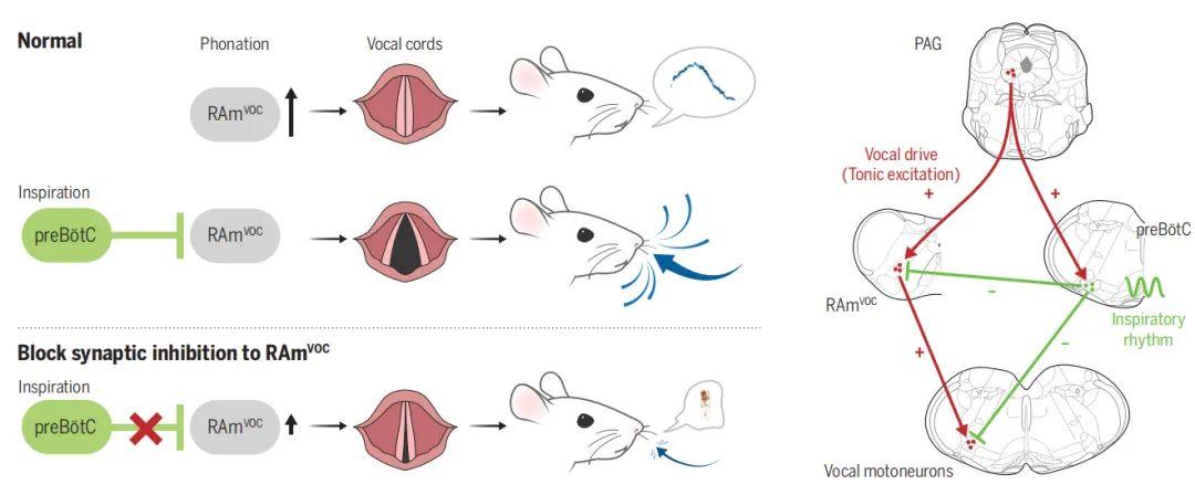 science研究报道发声呼吸协调以及呼吸优先的神经调控机制