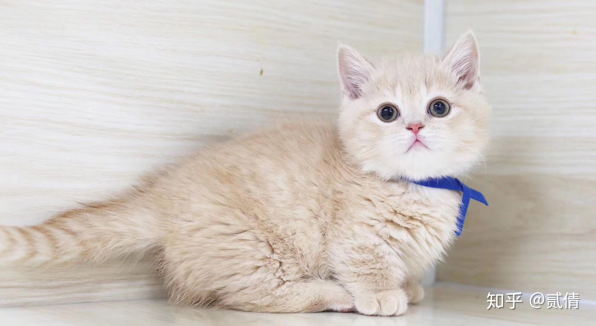 每日带你了解一种猫曼赤肯猫