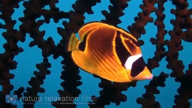 黑白相间的海鱼