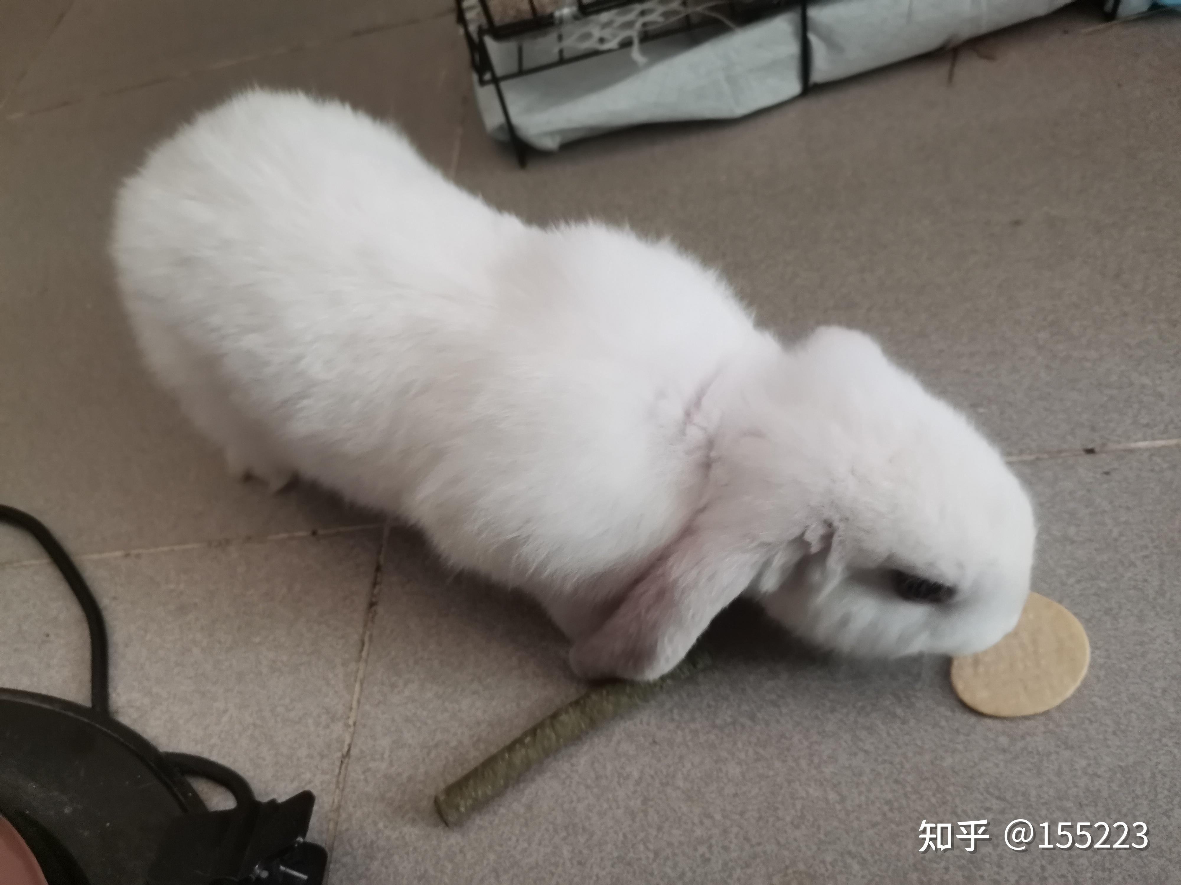 养宠物兔子需要注意那些东西,怎么养更省心! - 知乎
