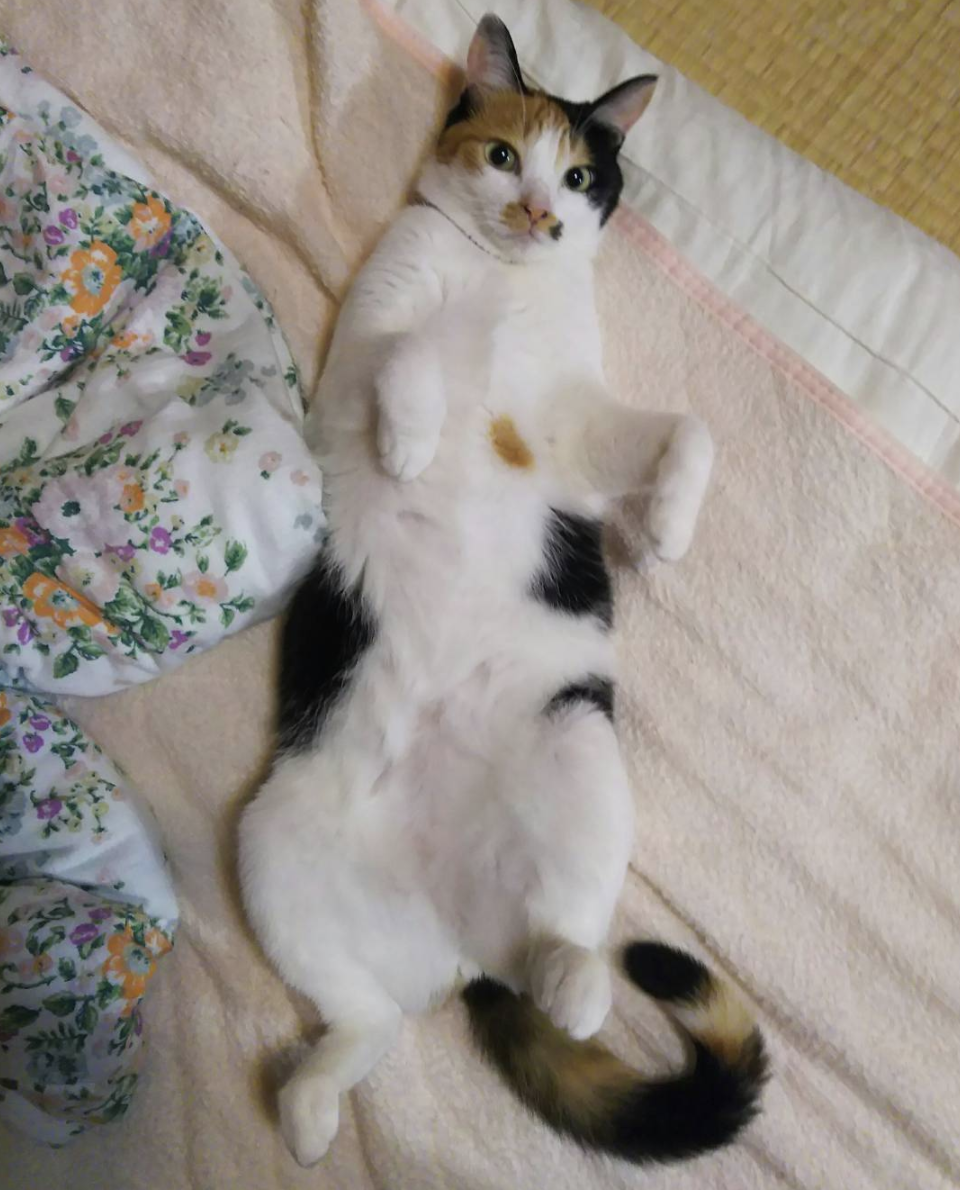 吸猫大会三花猫マロン