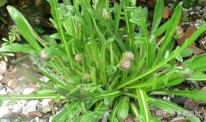 带你识别翼首草 - 知乎