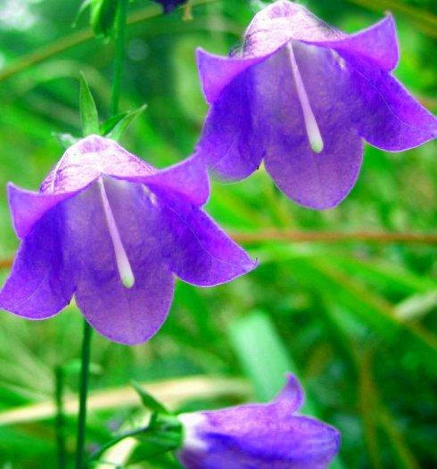 风铃草风铃草(别名:钟花,瓦筒花,属桔梗科,风铃草属.