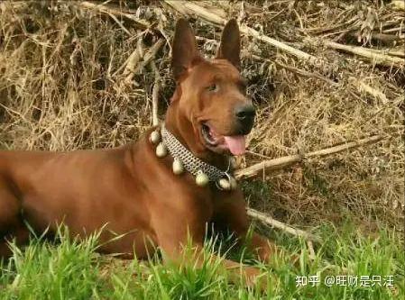 红狼犬——中国的优秀猎犬,猎杀彪悍野猪不在话下 - 知乎