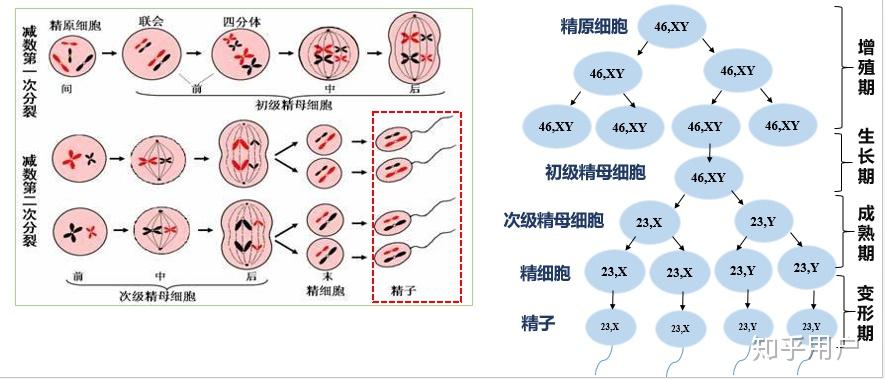 减数分裂形成配子的过程是怎样的? - 知乎