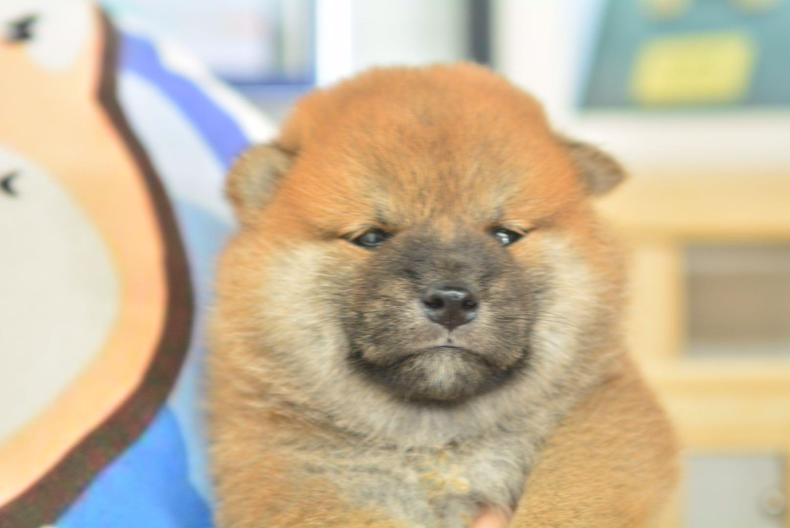 小柴杏仁眼圆脑袋毛量厚实谁见谁爱