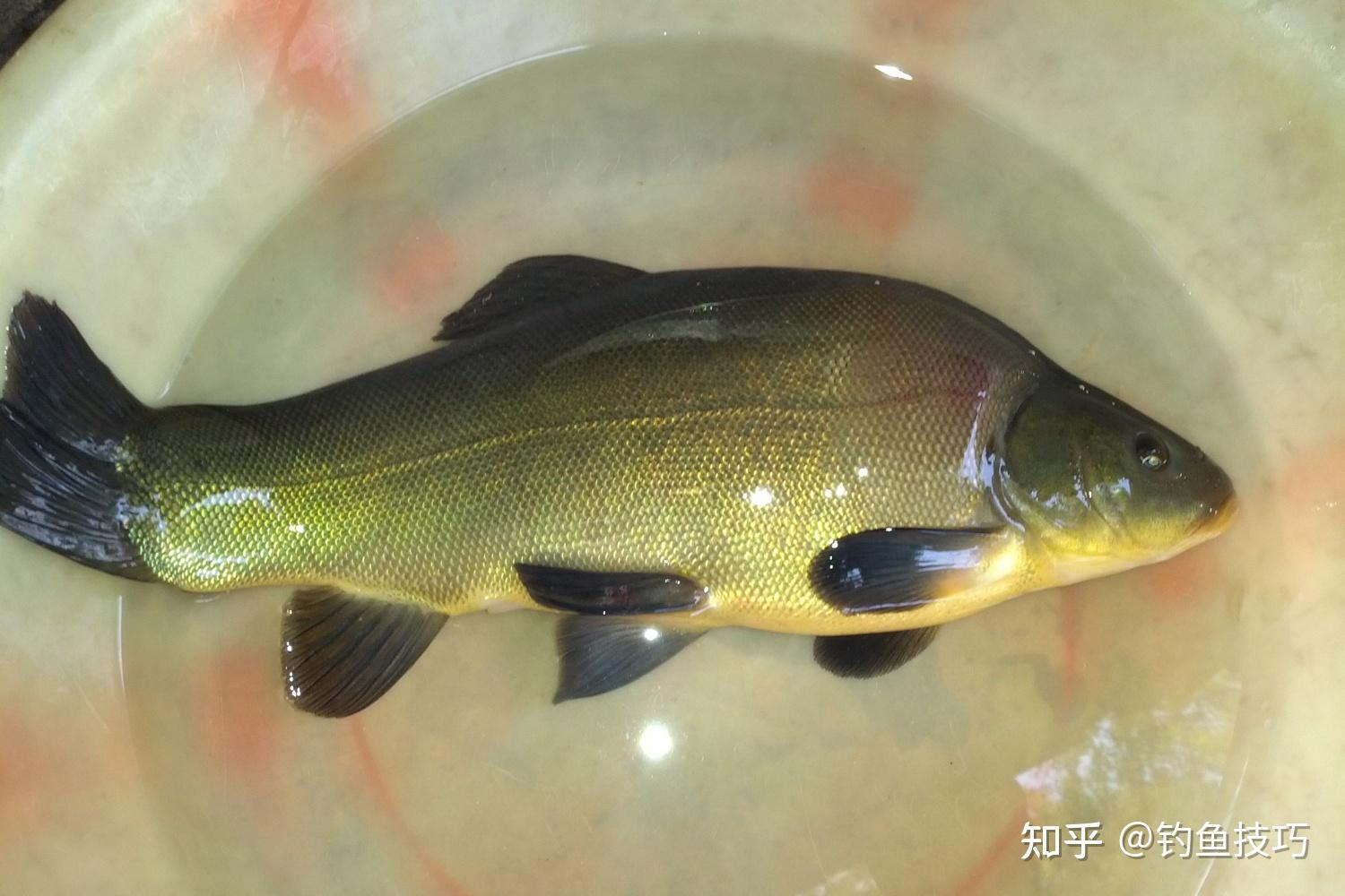 三,丁桂鱼的钓法.