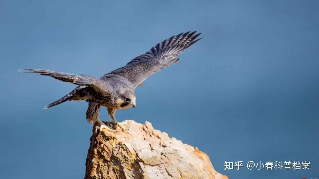 猛禽种的“战斗机”,速度最快的鸟,游隼时速赶超高铁 - 知乎