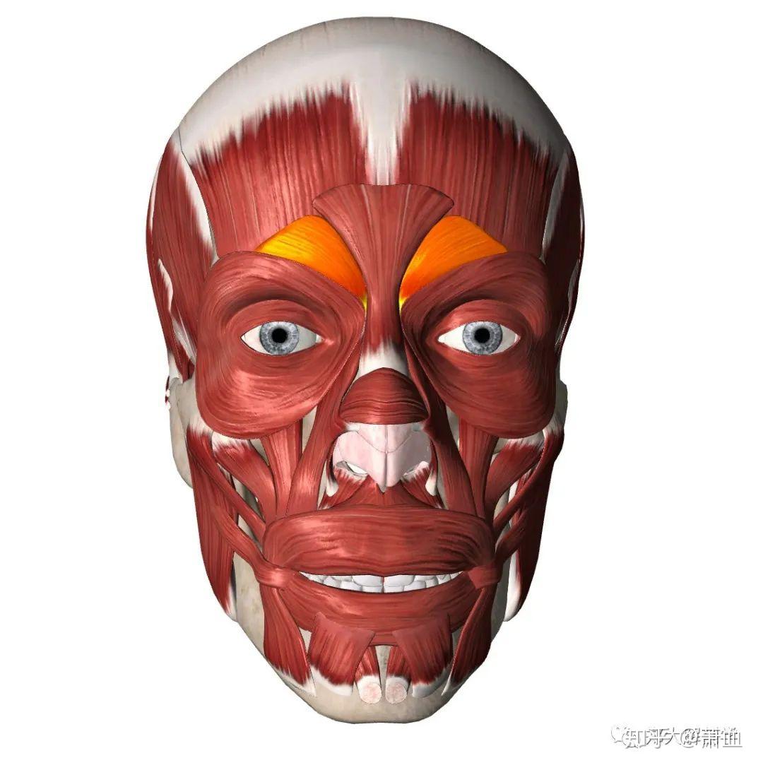 美容解剖学 - 知乎