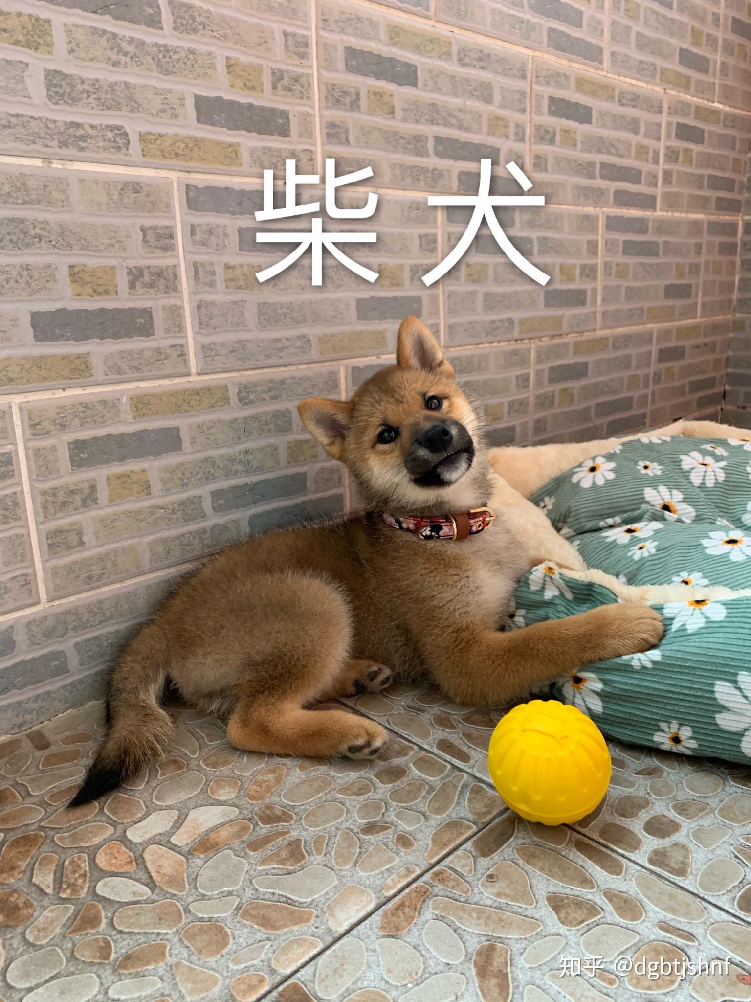 我家柴犬5个半月脸部毛色偏黄,白色 部分很少正常吗 知乎