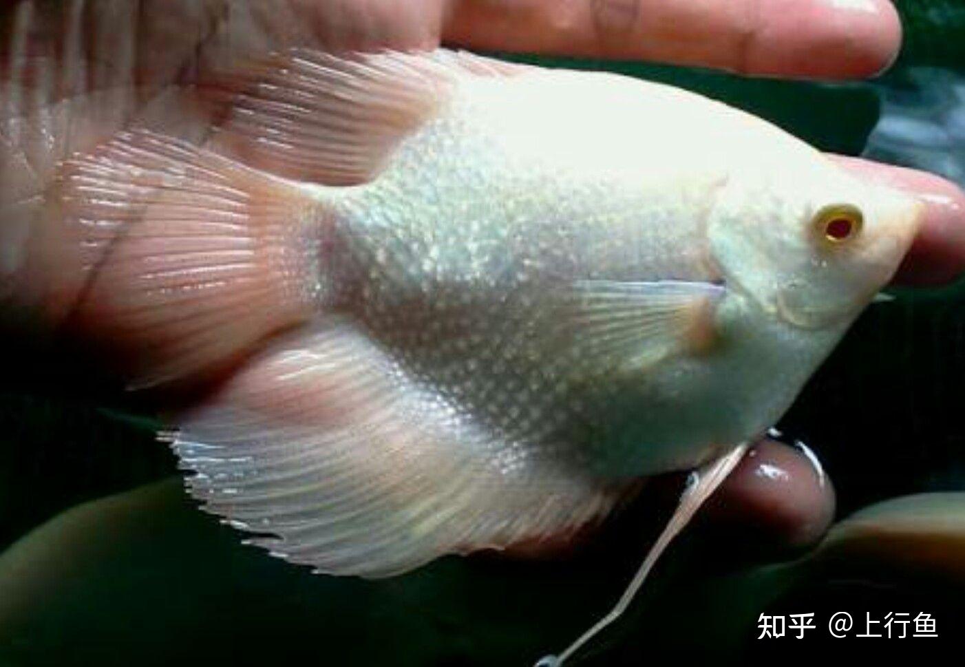 招財魚有幾個品種戰船魚有幾種顏色