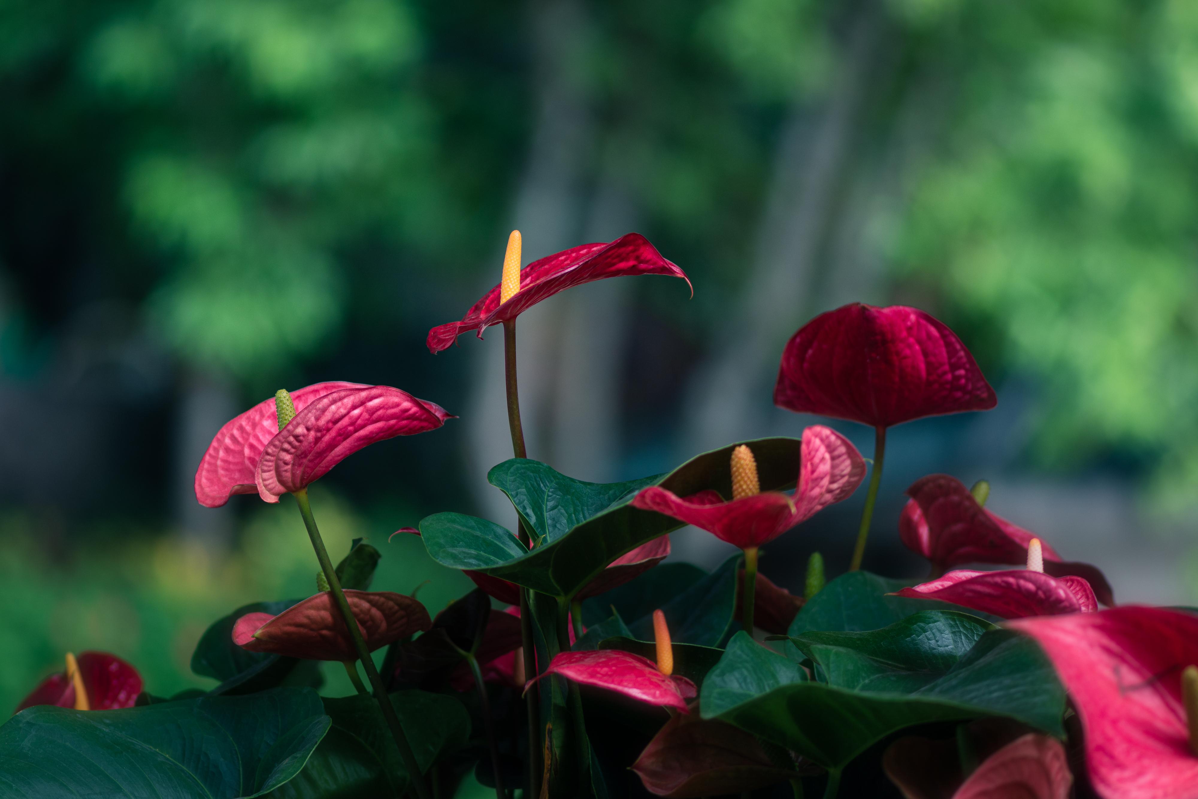 植物园之行第十二季花烛