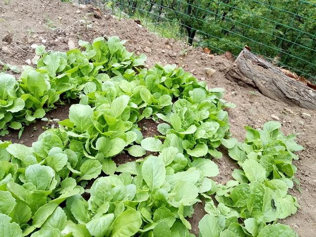 10種健康蔬菜陽臺上就能種植你也可以輕鬆打造自家小菜園