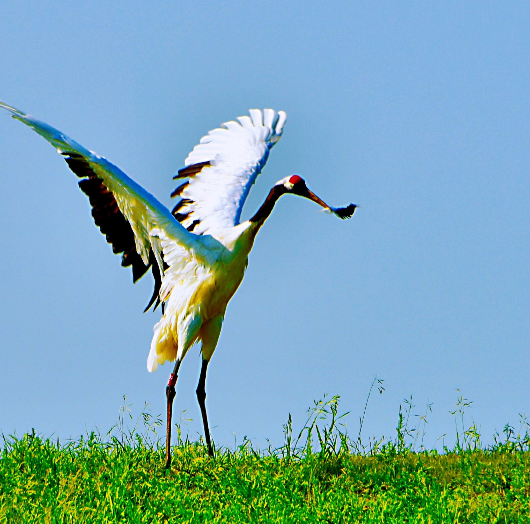 鹤之羽毛舞 - 知乎