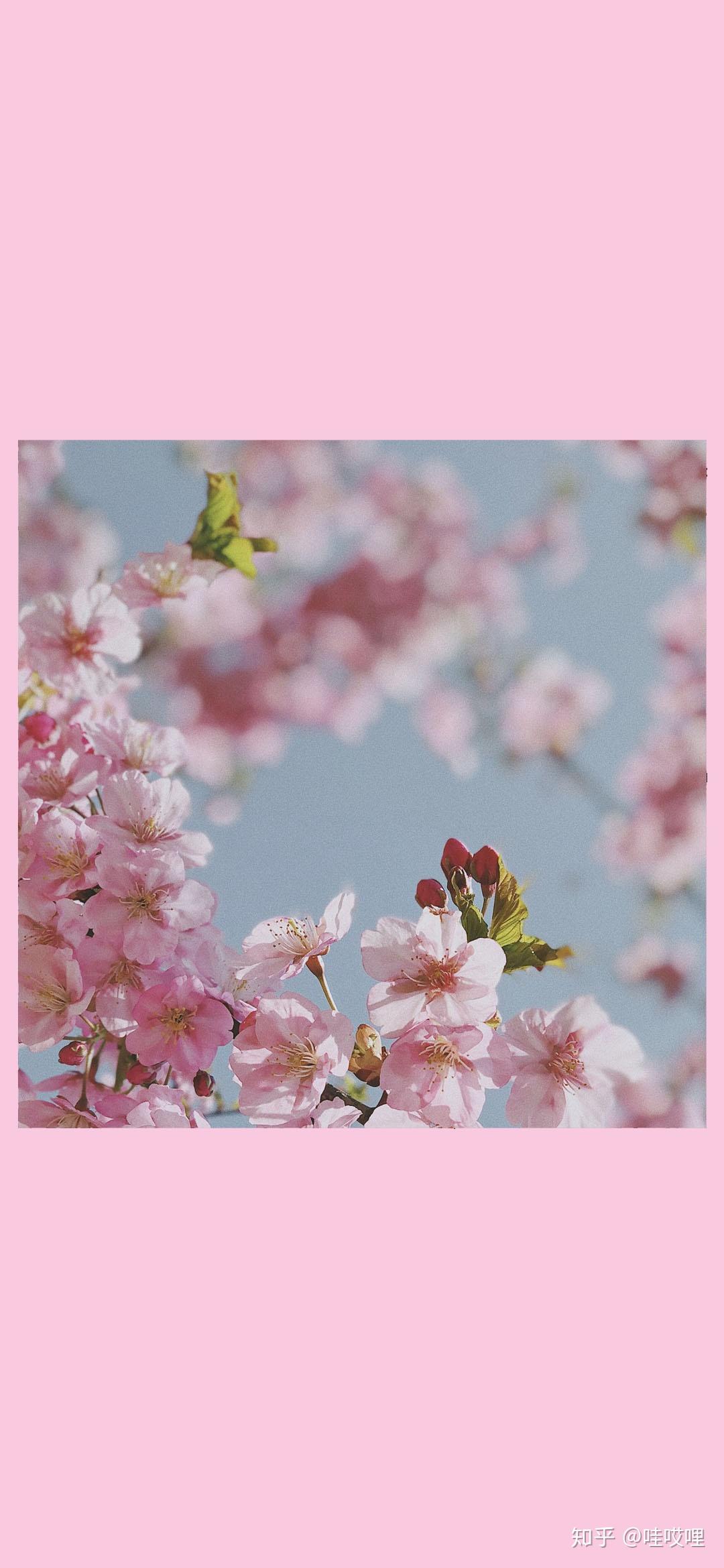 补丁壁纸樱粉花朵壁纸手机壁纸