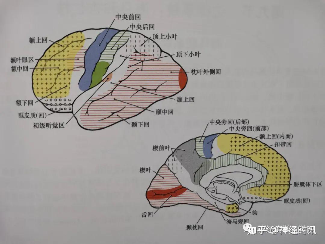丘脑的解剖、生理功能、皮质投射、血供特点及临床影像病损定位 - 知乎