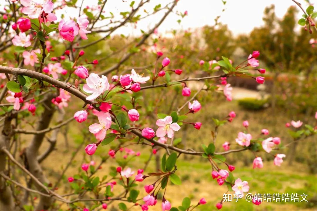 石淙蚕花图片