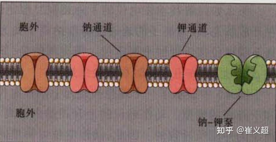 从神经科学到人工智能(六)- 动作电位和离子通道 - 知乎