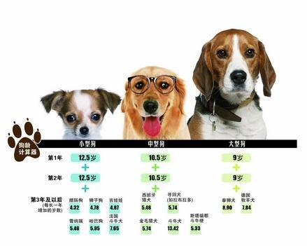 大 中 小型犬年龄换算表 知乎