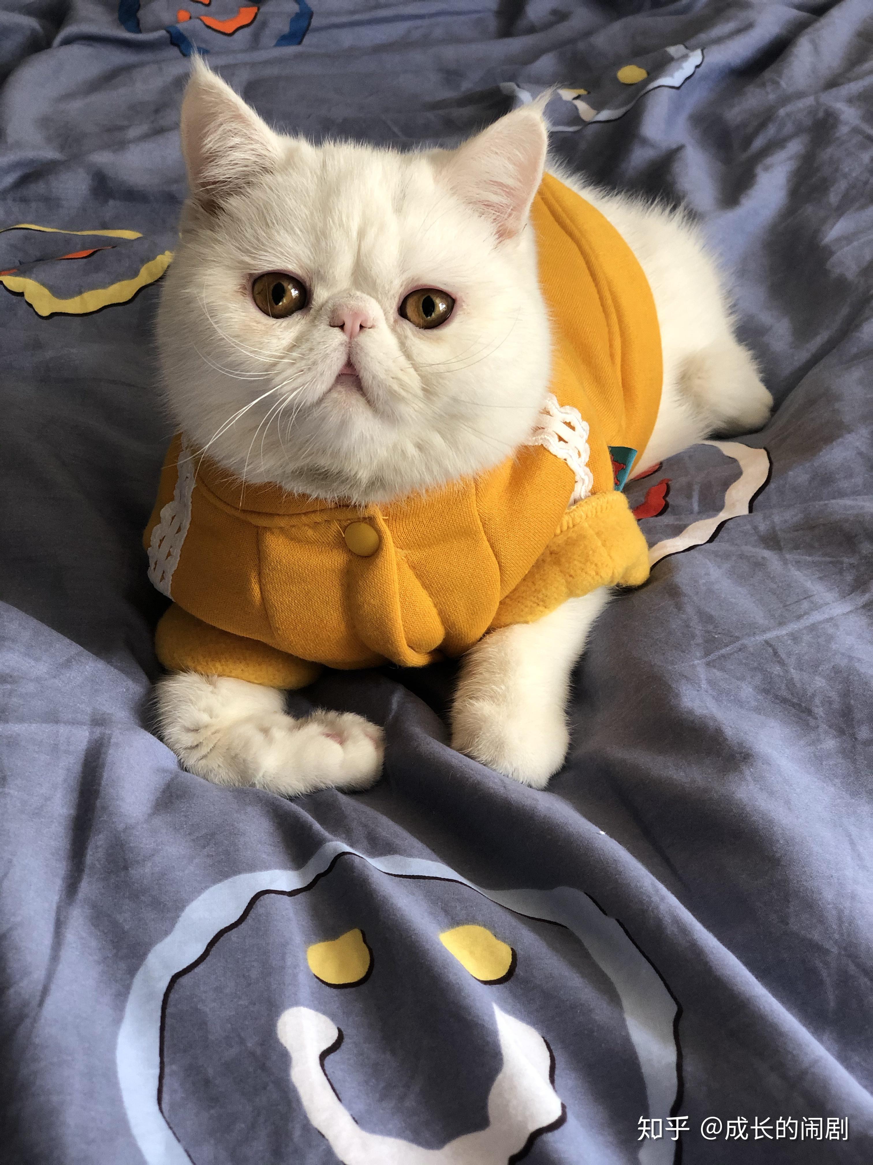 大脸猫加菲猫的智商比其他猫的要高吗