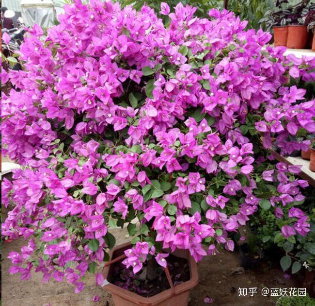 三角梅用什么盆种比较好 v2-afac768e4392d9399158f700a439ce10_r.jpg