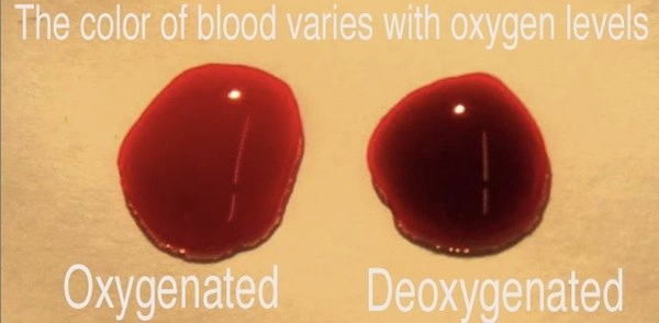 颜色比正常含氧状态的红细胞更深(参见静脉血管和动脉血管颜色的区别)