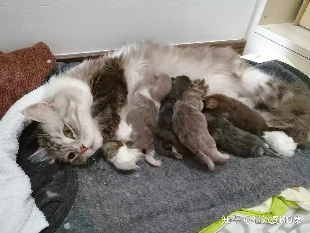 哺乳期母猫和奶猫的护理（超全超长） - 知乎